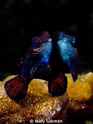 Mating Mandarin by Budy Lukman 